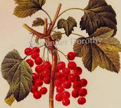 Attēlu rezultāti vaicājumam “Ribes rubrum leaf”