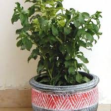 Image result for Stevia rebaudiana