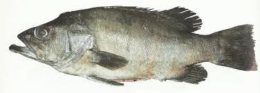 Image result for Polyprion americanus