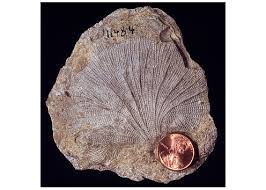 Attēlu rezultāti vaicājumam “Bryozoa”