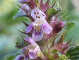Image result for Nepeta cataria