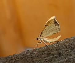 Attēlu rezultāti vaicājumam “Agrochola litura imago”