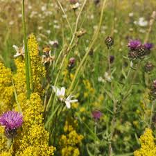 Attēlu rezultāti vaicājumam “Trisetum flavescens flower”