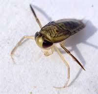 Attēlu rezultāti vaicājumam “Limnoporus rufoscutellatus”