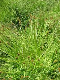Attēlu rezultāti vaicājumam “Carex appropinquata fruit”