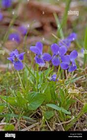Attēlu rezultāti vaicājumam “Viola hirta leaf”