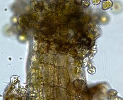 Attēlu rezultāti vaicājumam “Calypogeia sphagnicola”