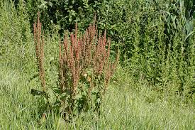 Attēlu rezultāti vaicājumam “Rumex hydrolapathum leaf”