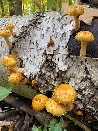 Attēlu rezultāti vaicājumam “Pholiota squarrosoides”