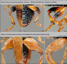 Attēlu rezultāti vaicājumam “Rhynchaenus lonicerae”