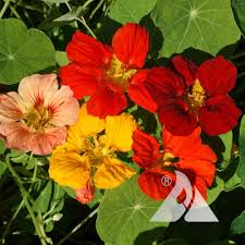 Attēlu rezultāti vaicājumam “Tropaeolum majus flower”