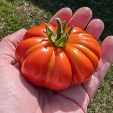 Afbeeldingsresultaat voor costoluto genovese tomato