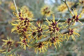 Attēlu rezultāti vaicājumam “Hamamelis mollis”
