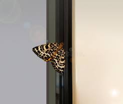 Attēlu rezultāti vaicājumam “Arichanna melanaria”