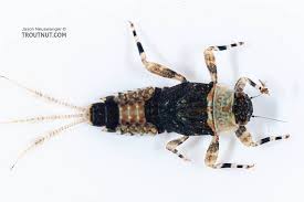 Attēlu rezultāti vaicājumam “Macrosteles nymph”