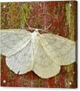 Attēlu rezultāti vaicājumam “Cabera exanthemata female”