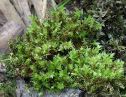 Attēlu rezultāti vaicājumam “Acrocarpous mosses”