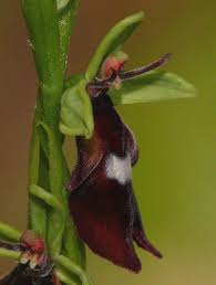 Attēlu rezultāti vaicājumam “Ophrys insectifera”