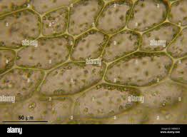 Attēlu rezultāti vaicājumam “Bryum schleicheri”