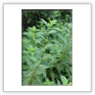 Attēlu rezultāti vaicājumam “Lycopus europaeus”