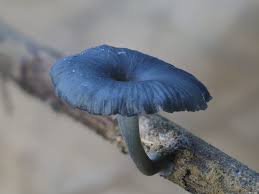 Attēlu rezultāti vaicājumam “Ceratiomyxa morchella macro”