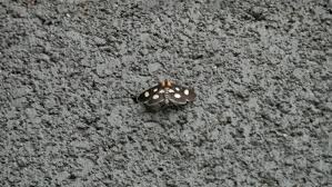 Attēlu rezultāti vaicājumam “Anania funebris”