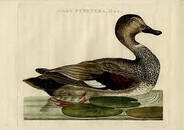 Attēlu rezultāti vaicājumam “Anas strepera”