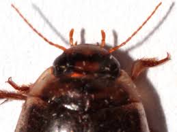 Attēlu rezultāti vaicājumam “Rhantus frontalis”