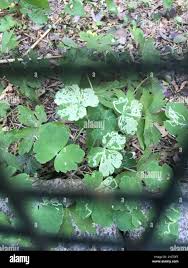 Attēlu rezultāti vaicājumam “Phytomyza minuscula”