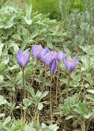 Attēlu rezultāti vaicājumam “Crocus speciosus flower”