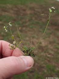 Attēlu rezultāti vaicājumam “Erophila verna fruit”