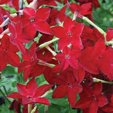 Image result for Nicotiana x sanderae `Perfume`F1