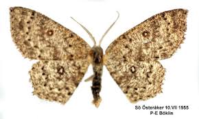 Attēlu rezultāti vaicājumam “Cyclophora pendularia”