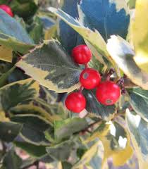 Attēlu rezultāti vaicājumam “Ilex x meserveae”