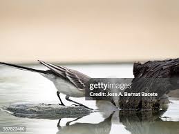 Attēlu rezultāti vaicājumam “Motacilla alba juvenile”