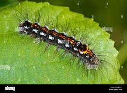 Attēlu rezultāti vaicājumam “Euproctis similis”