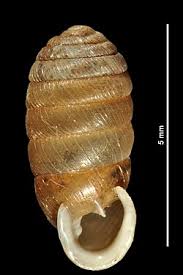 Attēlu rezultāti vaicājumam “Didymium serpula macro”