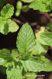 Attēlu rezultāti vaicājumam “Mentha spicata leaf”