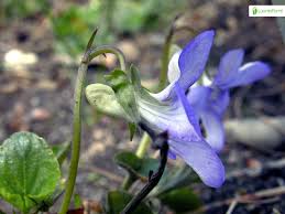 Attēlu rezultāti vaicājumam “Viola rupestris bud”
