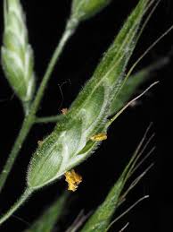 Attēlu rezultāti vaicājumam “Bromus hordeaceus subsp. hordaceus”