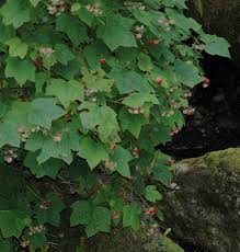Attēlu rezultāti vaicājumam “Rubus parviflorus leaf”