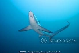 Image result for Alopias pelagicus