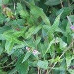 Attēlu rezultāti vaicājumam “Stachys palustris fruit”