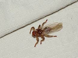 Attēlu rezultāti vaicājumam “Lipoptena cervi”