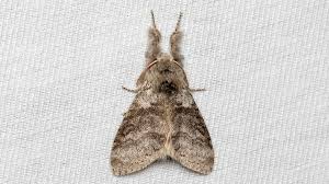 Attēlu rezultāti vaicājumam “Calliteara pudibunda”