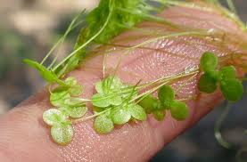 Attēlu rezultāti vaicājumam “Lemna minor”