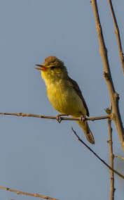 Image result for Hippolais polyglotta