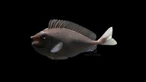 Image result for Naso unicornis