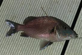 Image result for Haemulon plumierii