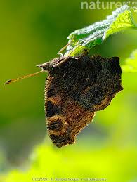 Attēlu rezultāti vaicājumam “Inachis io underside”